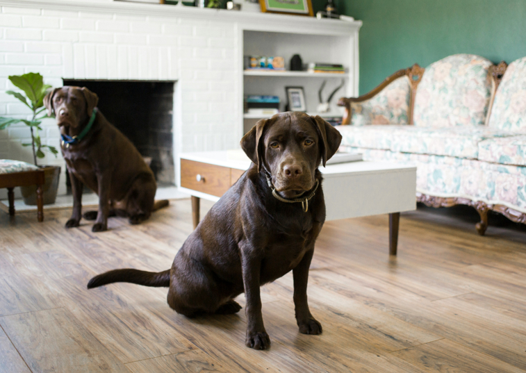 2 labs looking sad