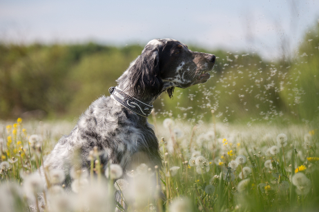 dog sat in a field of flowers