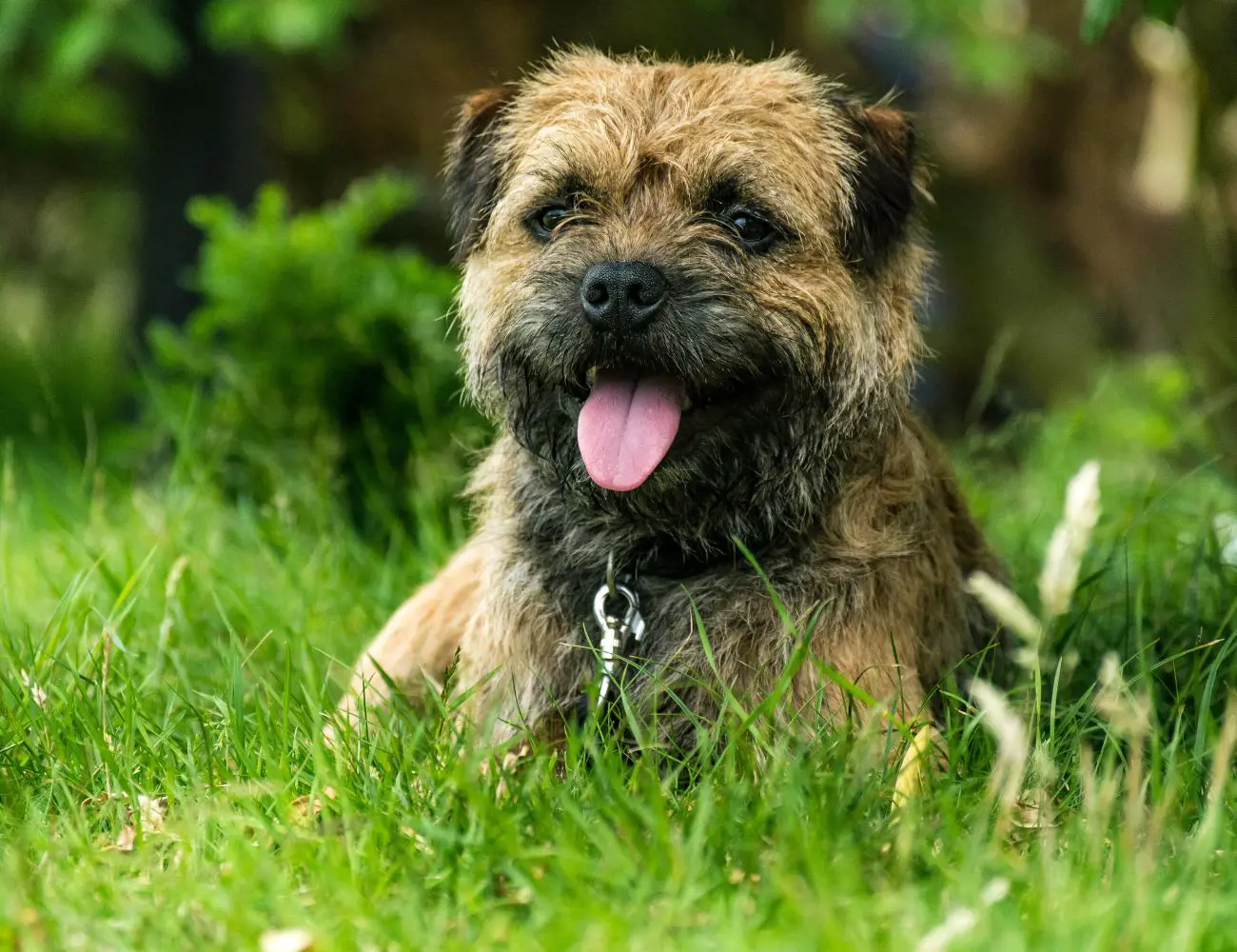 Border Terriers are an intelligent breed, known for their quick learning abilities and adaptability. They can excel in various canine sports and activities, such as agility and obedience, showcasing their versatility. 