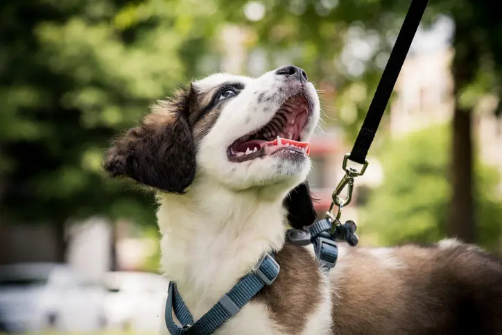 Happy dog on harness