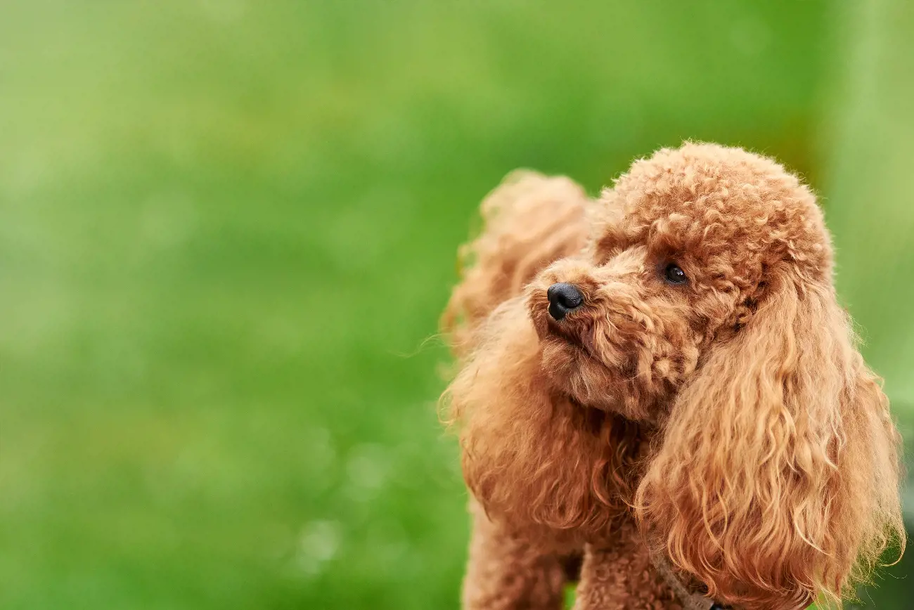 Their distinctive grooming style, often seen in dog shows, was initially designed to protect their joints and vital organs while swimming.