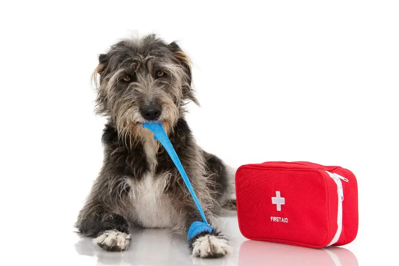 Dog First Aid