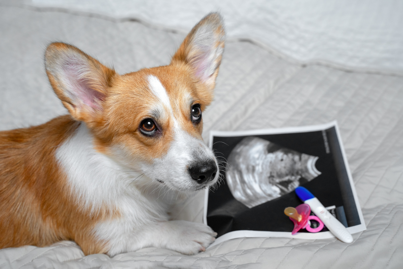 dog ultrasound