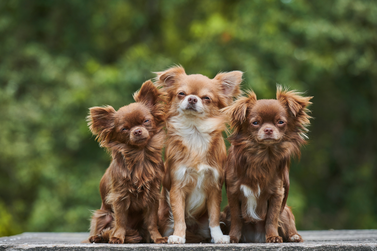3 chihuahuas sat on the ground