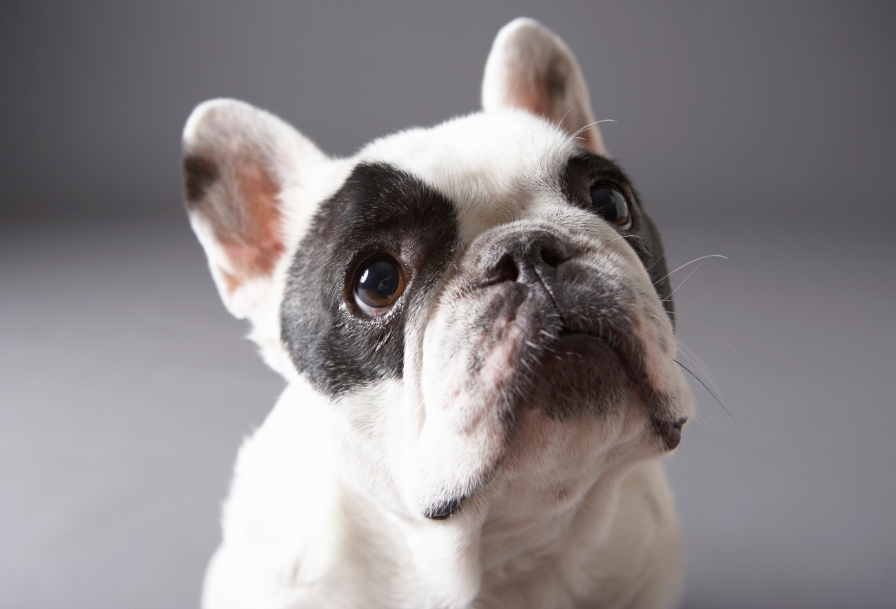 The truth about French Bulldogs: are they really aggressive?