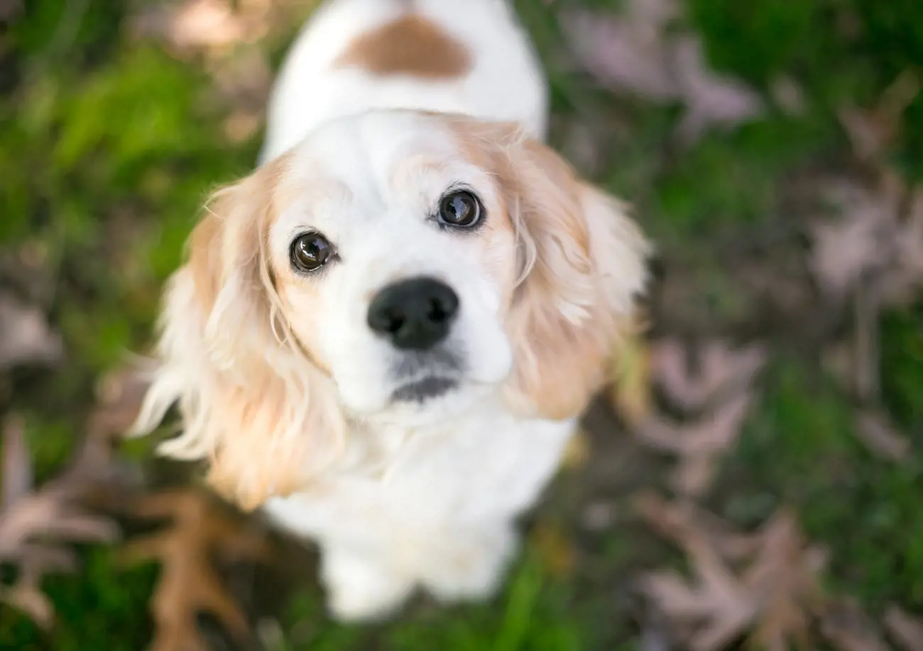 The history about Cocker Spaniels is deeply woven into the fabric of British sporting life. Originating in the United Kingdom, these dogs were bred for hunting gamebirds, particularly woodcock—hence the name 'Cocker'. 
