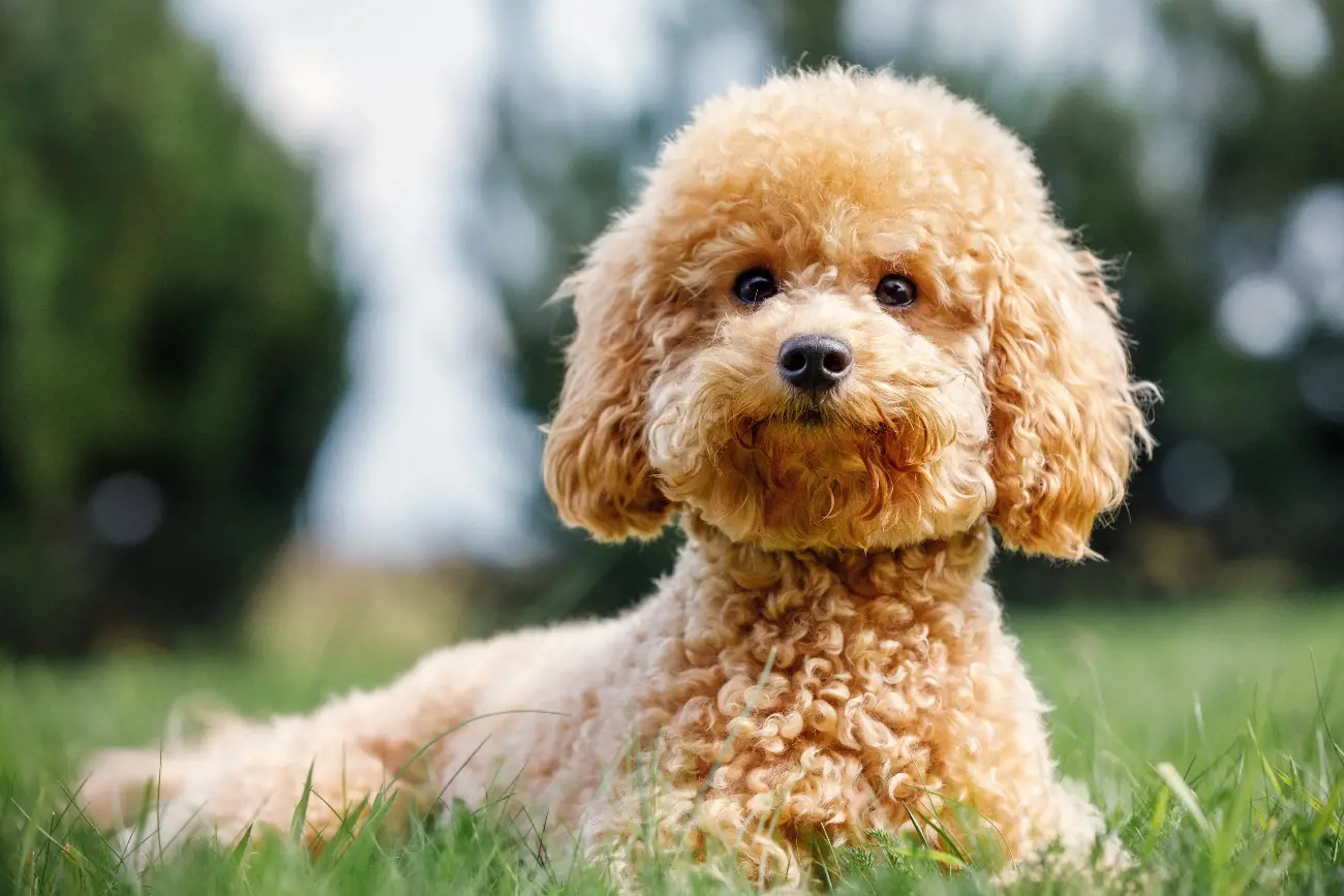 The Poodle was originally bred in Germany as water retrievers, Poodles are exceptionally adept swimmers, a trait that has been cherished for centuries.