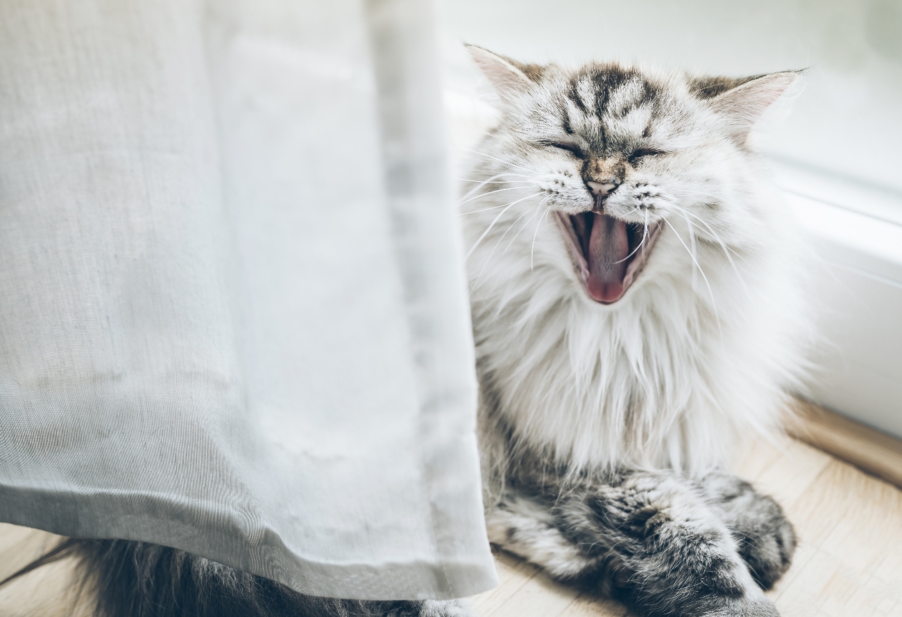 Cat yawning behind a curtain