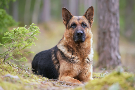 German shepherd alsatian store dog