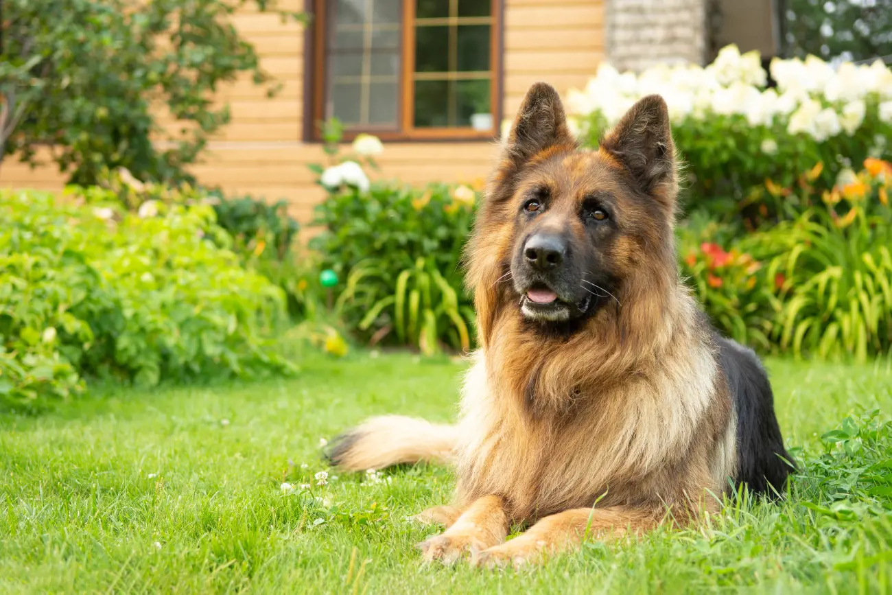 German Shepherds exhibit remarkable cognitive abilities, capable of learning and responding to over 100 verbal commands and hand signals, surpassing many other breeds in obedience and trainability.