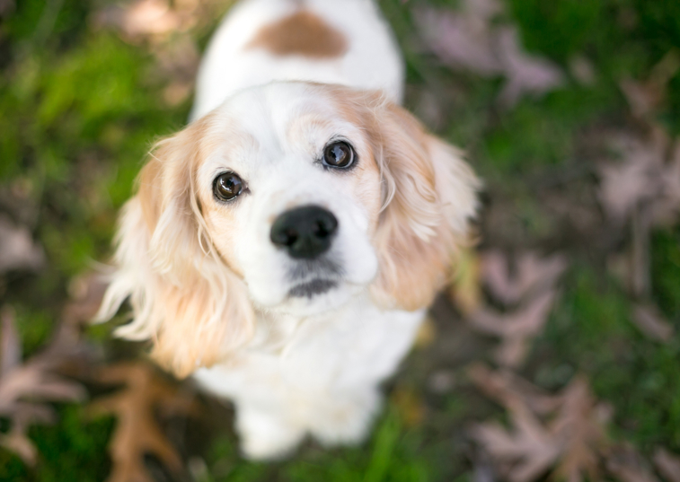 cocker spaniel looking up