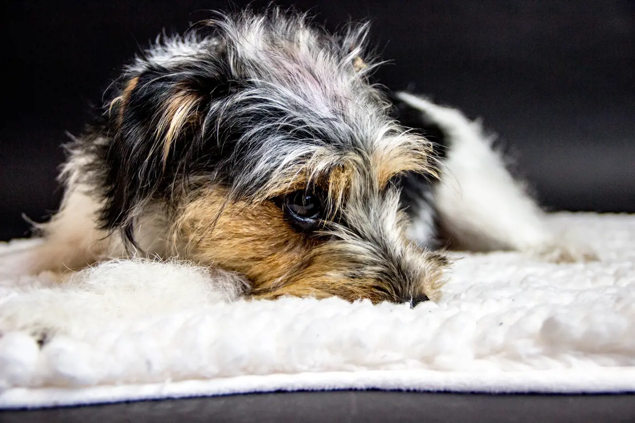 Signs Your Dog Is Bored and How to Help