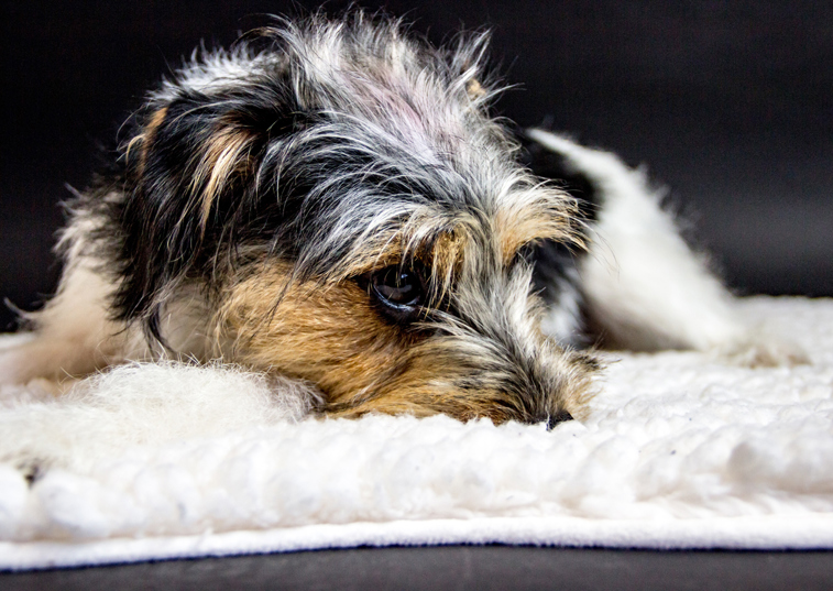 A terrier laying on a bed with its chin down looking bored