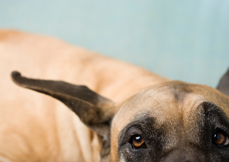 pointy great dane ears