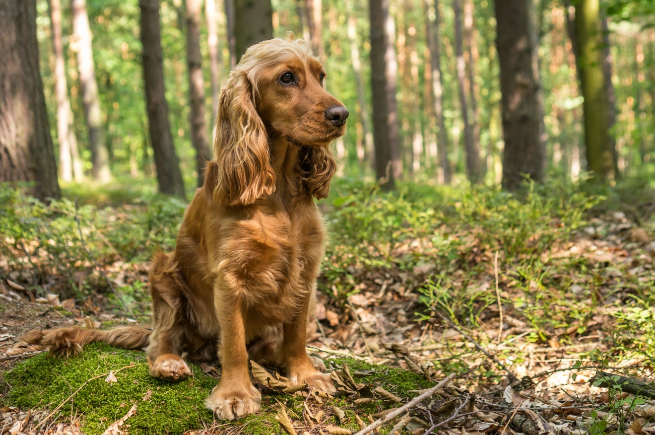 How to groom a Cocker Spaniel