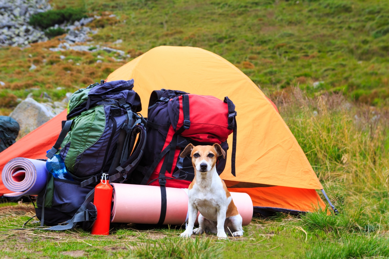 A jack russell sat next to camping equipment
