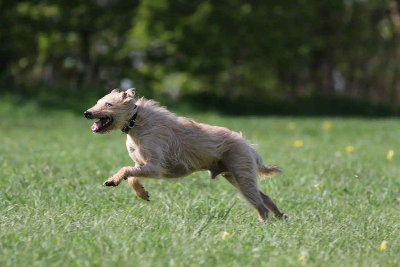 Lurchers are known for their incredible speed and agility, often reaching speeds of up to 40 mph in short bursts! Despite their athletic prowess, these dogs are often gentle giants at home, with a calm and affectionate nature that makes them excellent family pets.