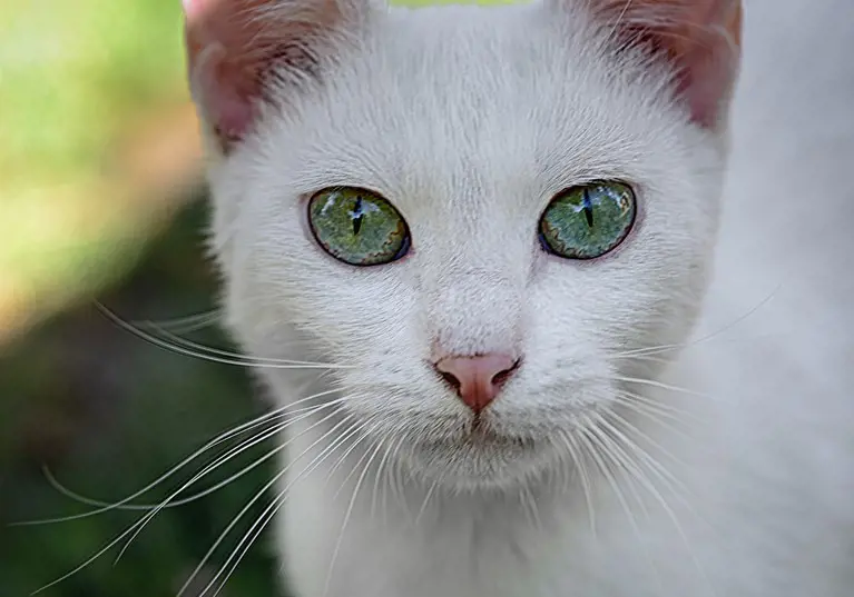 White cat up close