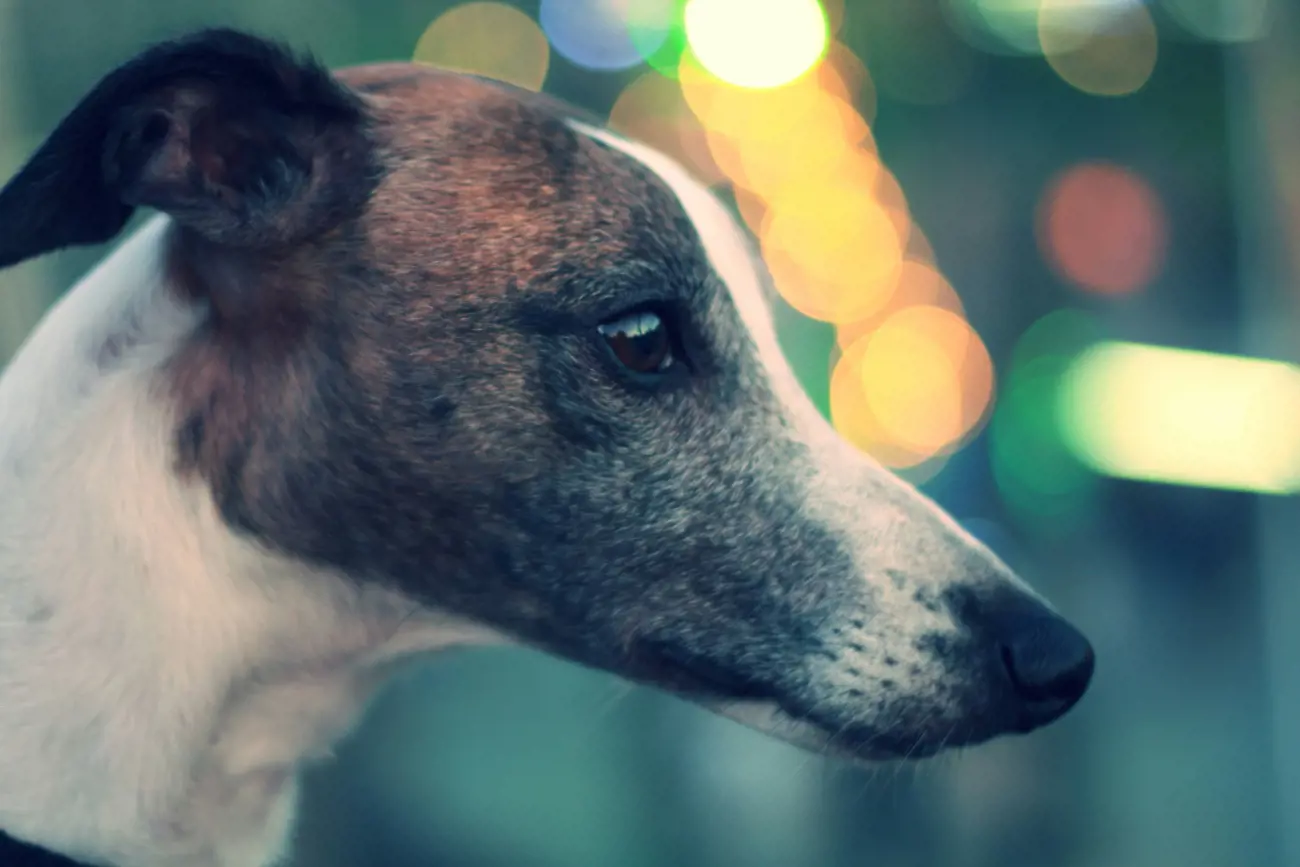 Whippets are a breed of dog known for their unique blend of elegance and athleticism. Originating in England, they were initially bred for hunting by sight, pursuing game in open areas at high speeds. 