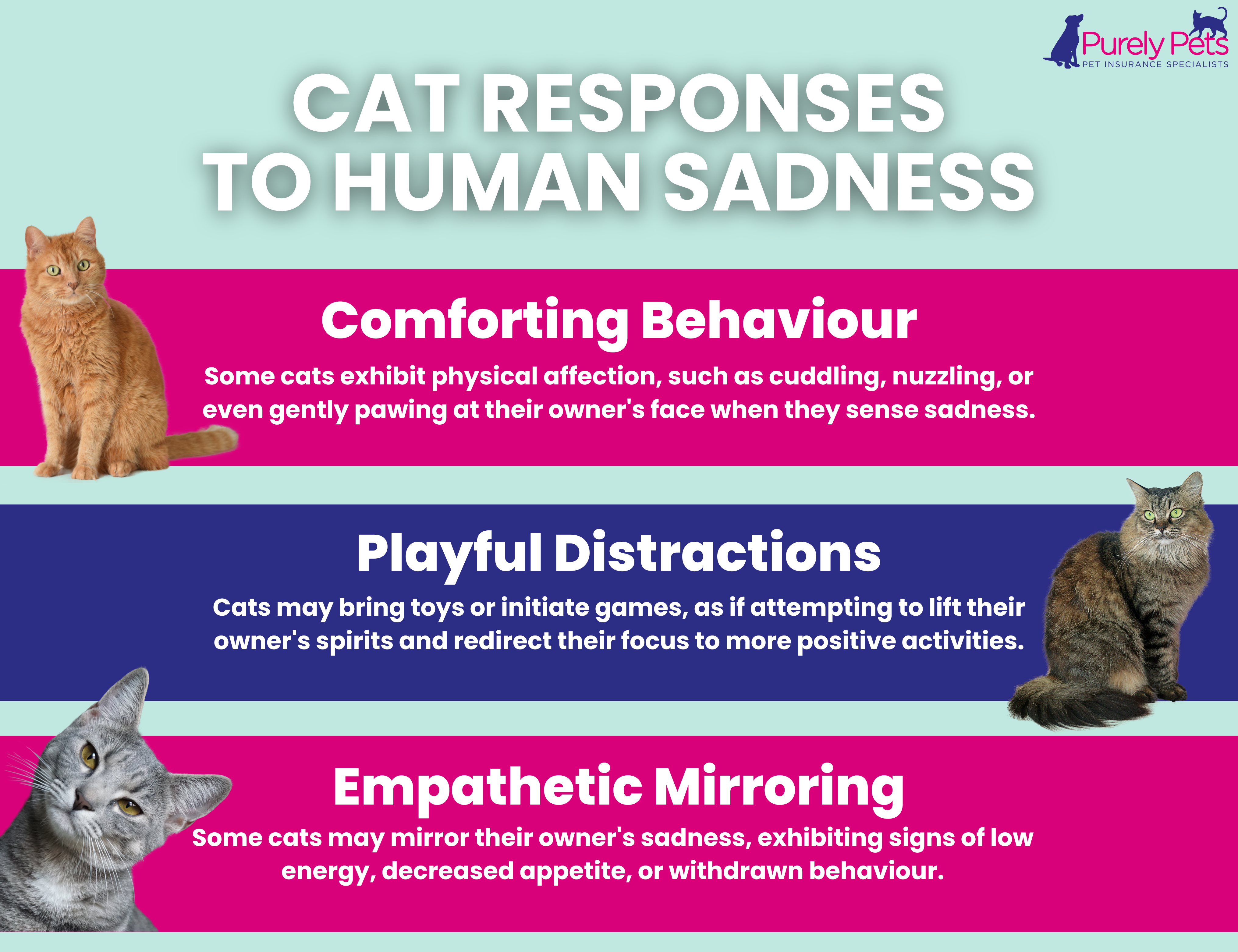 Infographic of if cats respond to human sadness