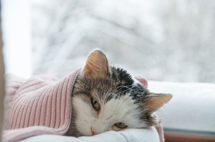 Common cat illnesses deals and their symptoms