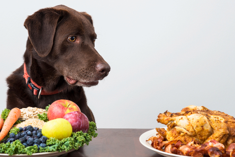 Dogs and outlet chicken allergy