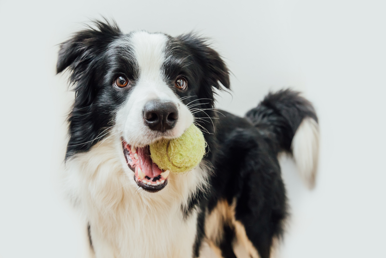 border collie with tennis ball in their mouth