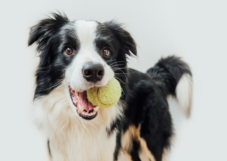 border collie with tennis ball in their mouth