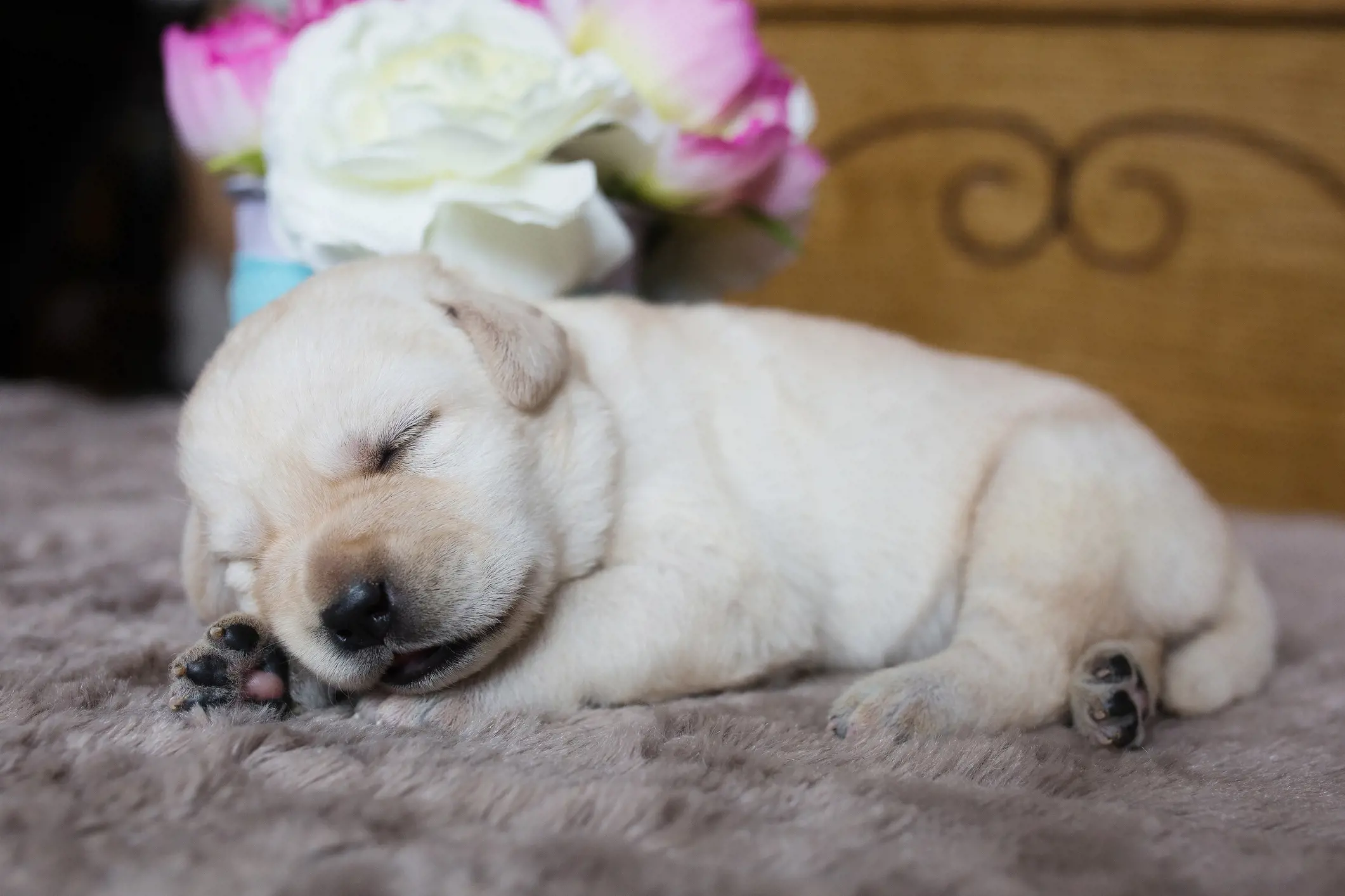 Top tips for successfully breeding a dog