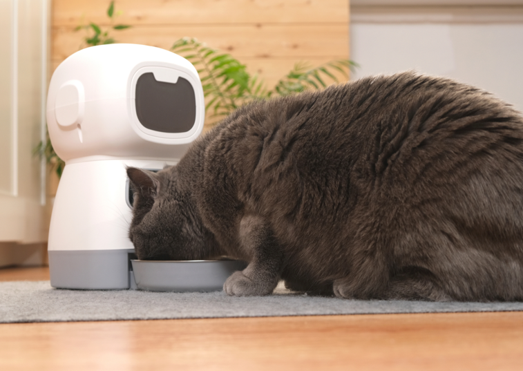 brown cat eating from cat feeder