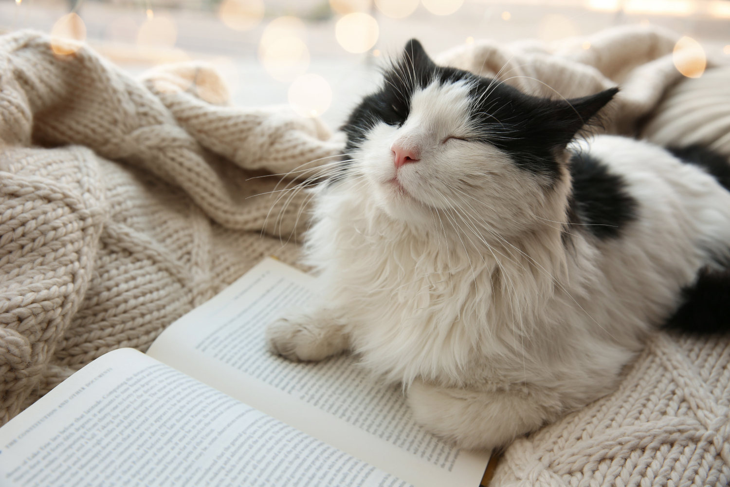 black and white cat closing its eyes whilst laying on a book
