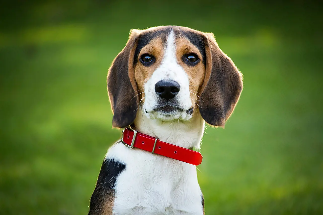 beagle looking upward