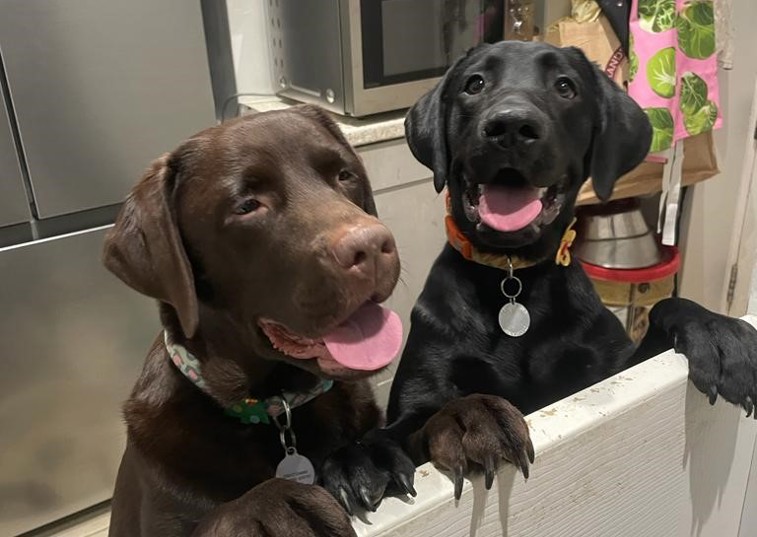 Happy Dogs