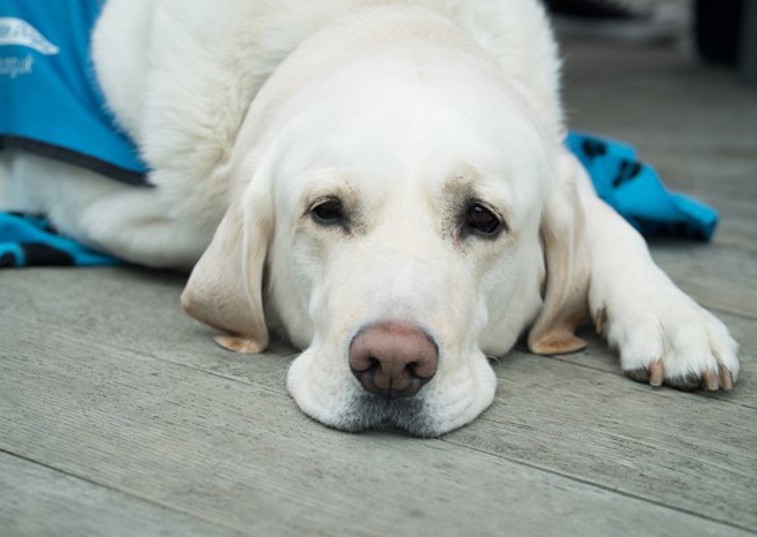 A sad looking dog laying down with its chin on the floor recovering from surgery