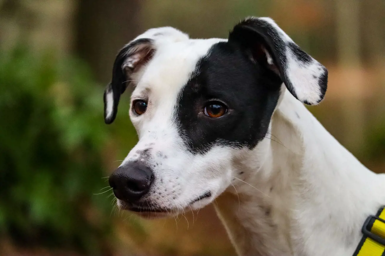 Lurchers have a rich history dating back to the 14th century, where they were originally bred by Romani people for hunting and poaching.


