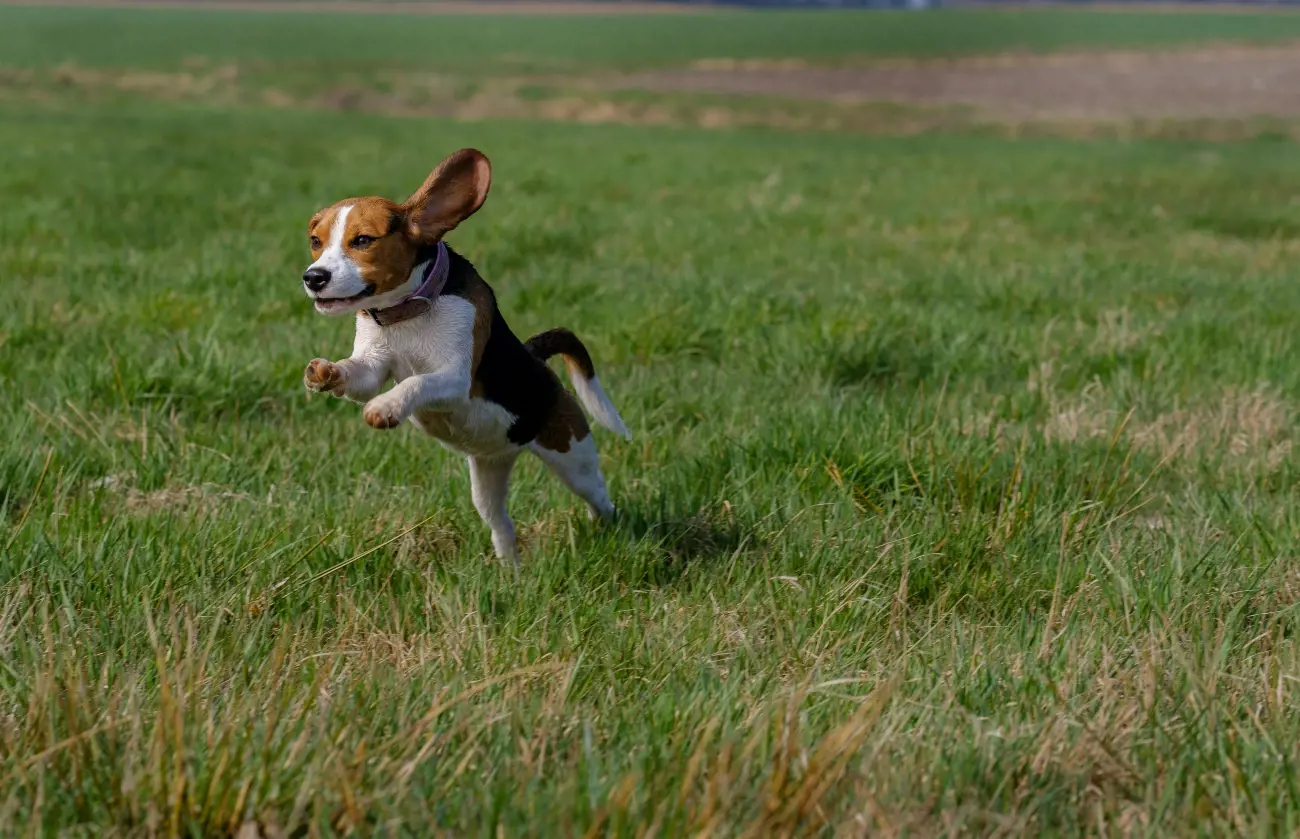 Beagles have an intriguing history; they date back to ancient Greece and were popularised in England during the 19th century.