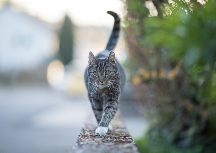 cat walking on the wall