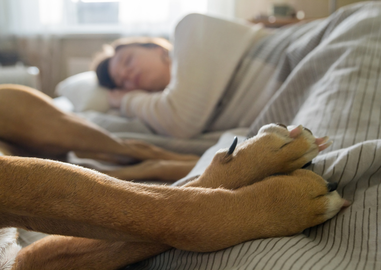 Pet owners will share their beds with pets to feel safe