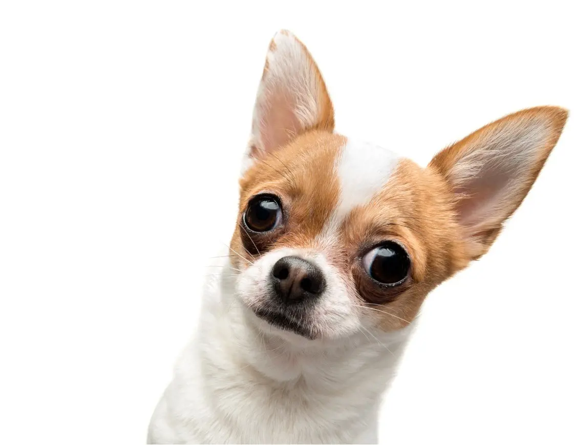 Chihuahuas, the smallest dog breed in the world, have a unique and intriguing distinction that extends beyond their diminutive size.