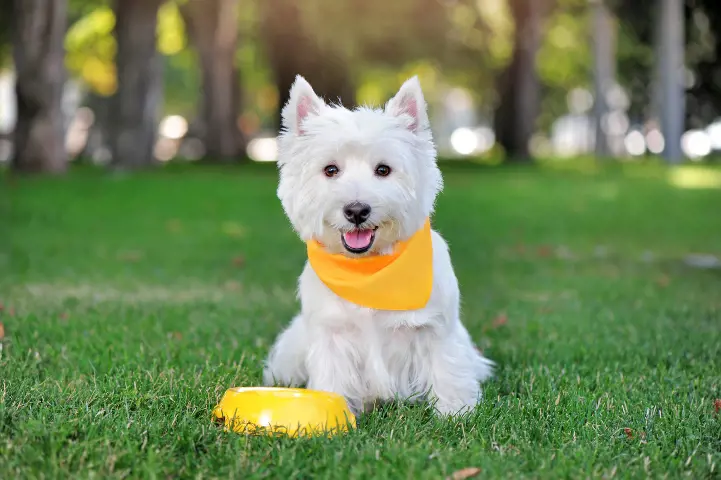 West Highland White Terriers and their distinctive white coat is not just for aesthetics; it was historically bred to help hunters easily spot them in the Scottish Highlands.