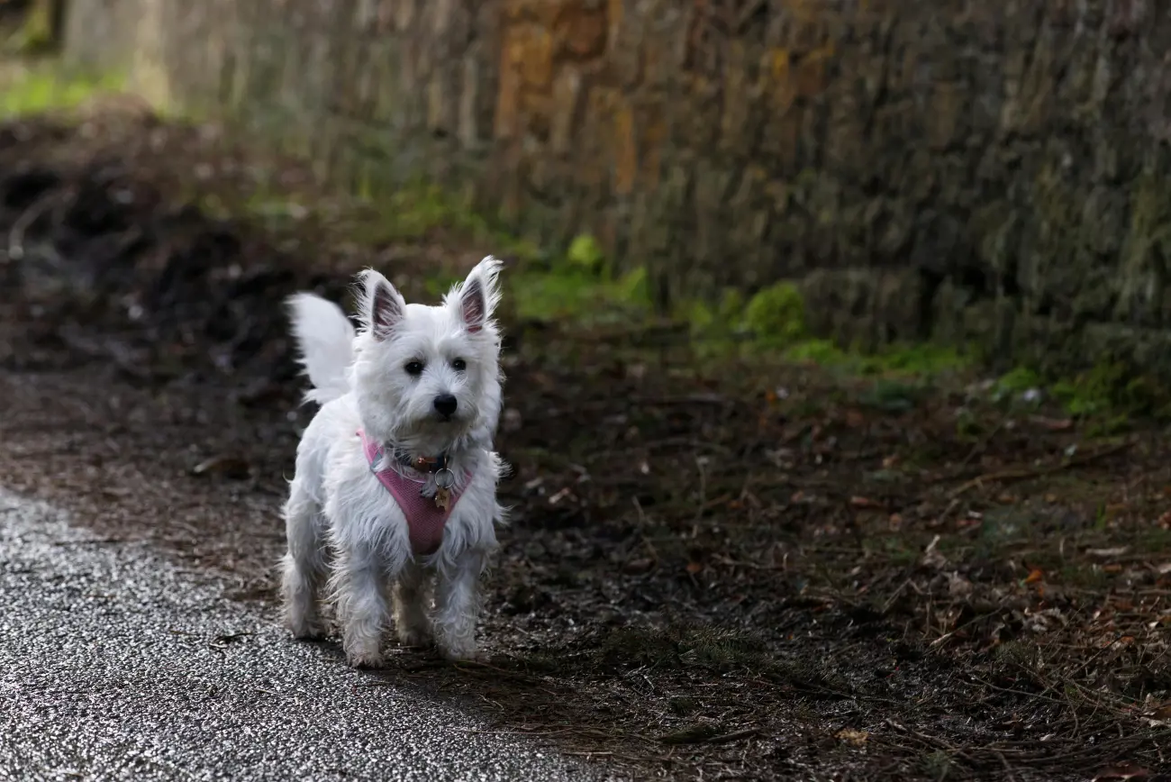 They hail from Scotland, where they were bred to hunt small game like rodents and foxes.