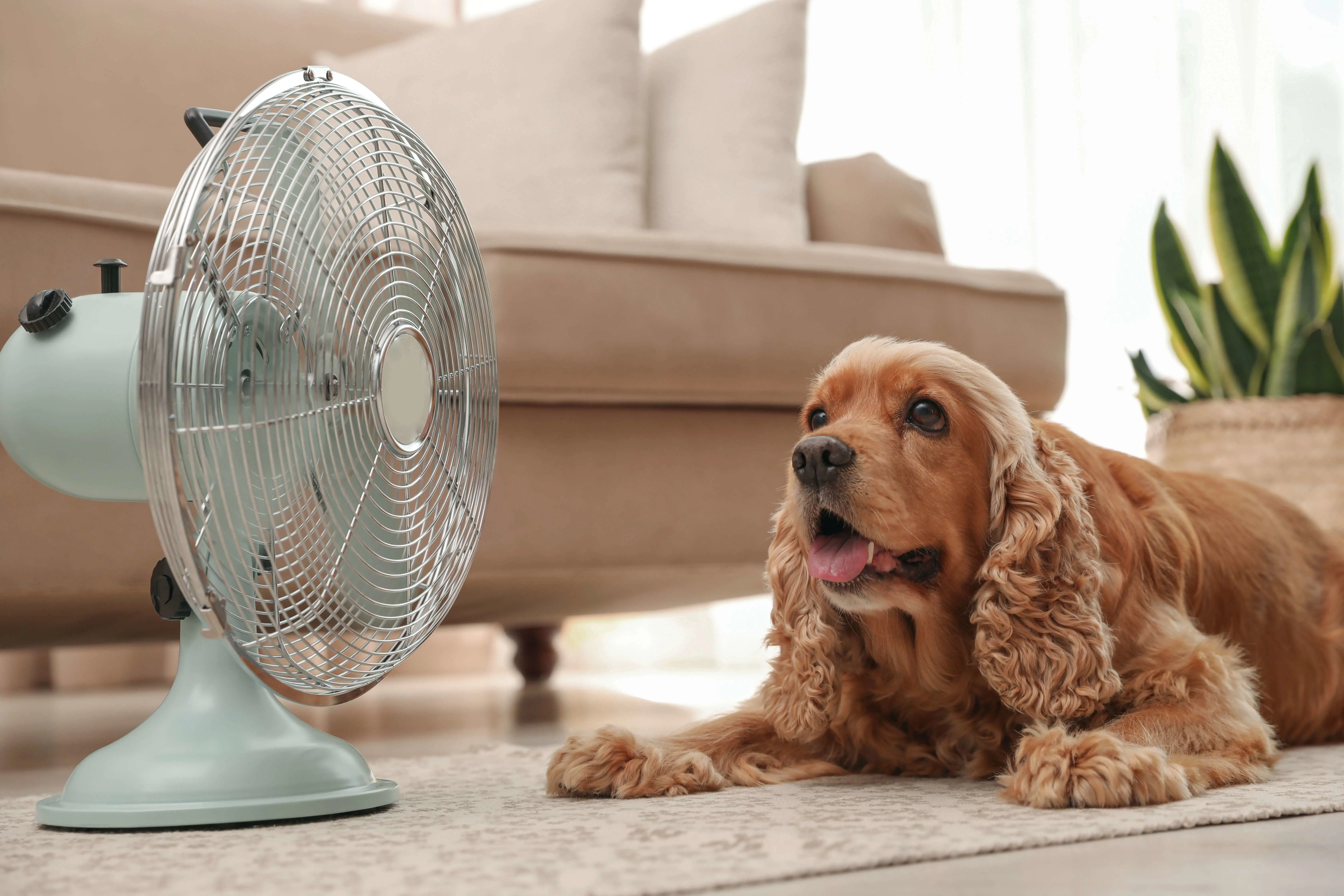 dog sitting in front of a fan on the floor