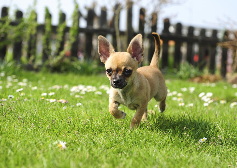 Study highlights common health problems in Chihuahuas