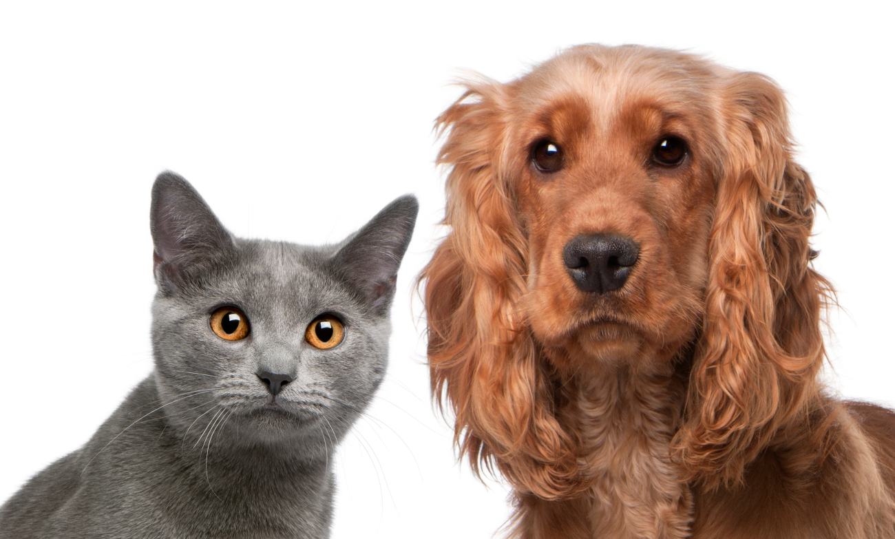 cocker spaniel and grey cat