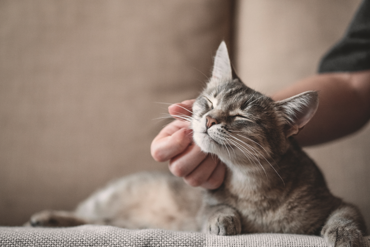 cat being scratched