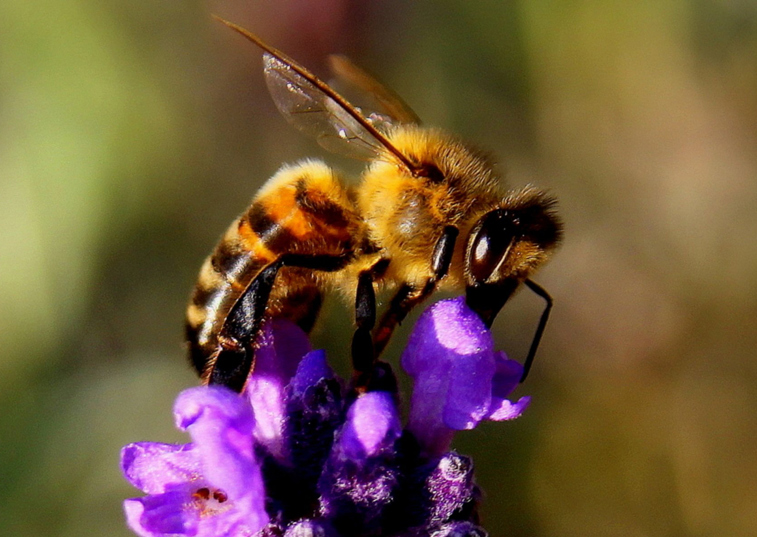 How to cope with wasp or bee stings in dogs