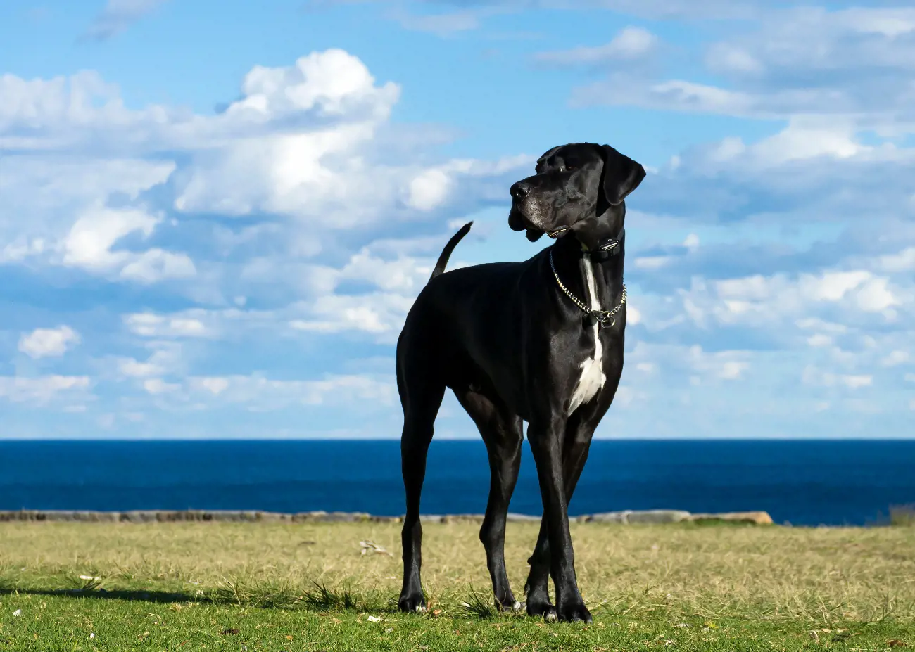 This distinguished pedigree has earned the breed the moniker 'Apollo of dogs', reflecting their status as a symbol of grace and power within the canine world.