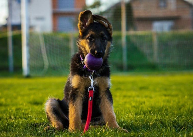 german shepherd pup holding a ball in their mouth