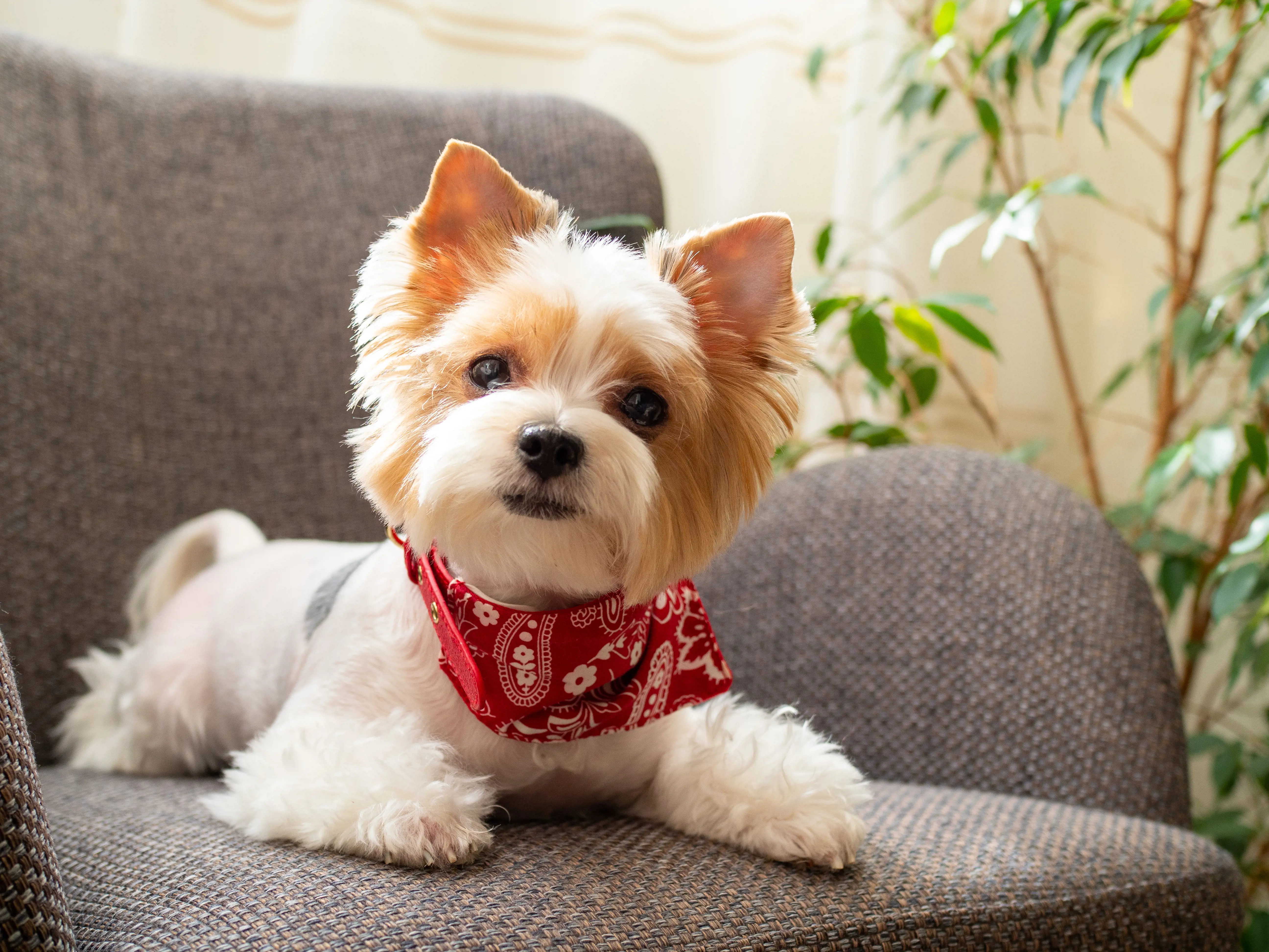 A Yorkshire Terrier’s coat has a similar texture to human hair so it is important to brush them everyday to avoid tangles