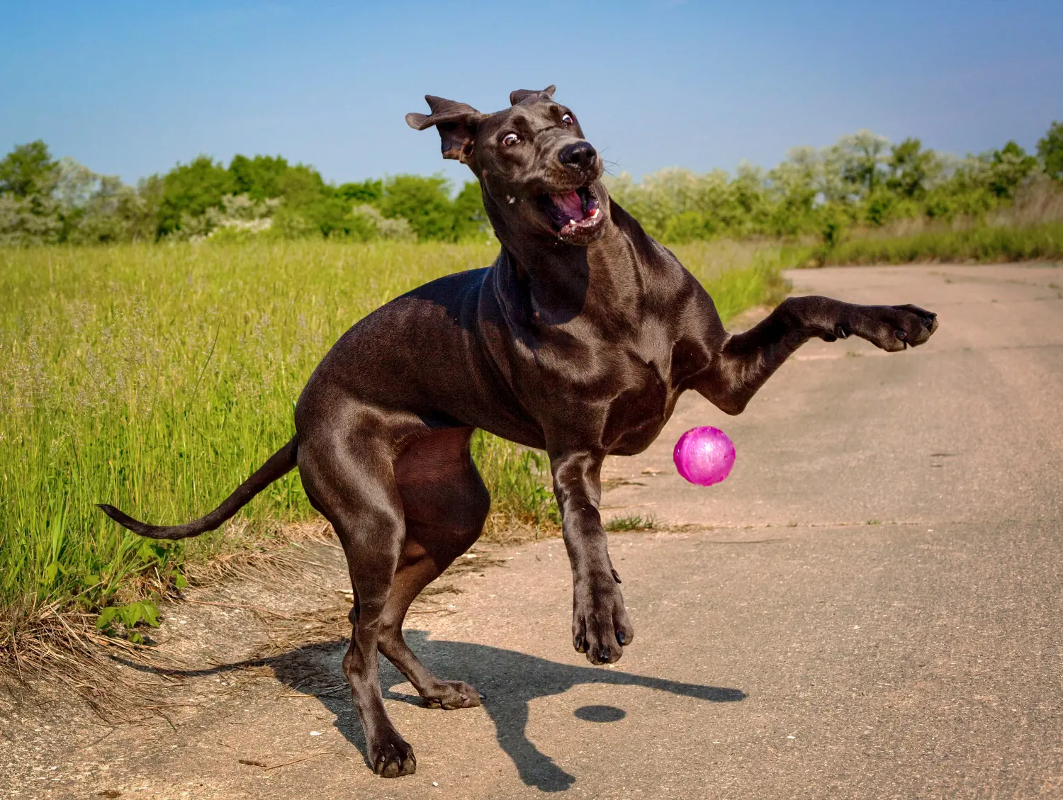 Originally bred for hunting boar, these majestic canines were esteemed for their strength and elegance by European aristocracy.